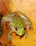 Southern cricket frog