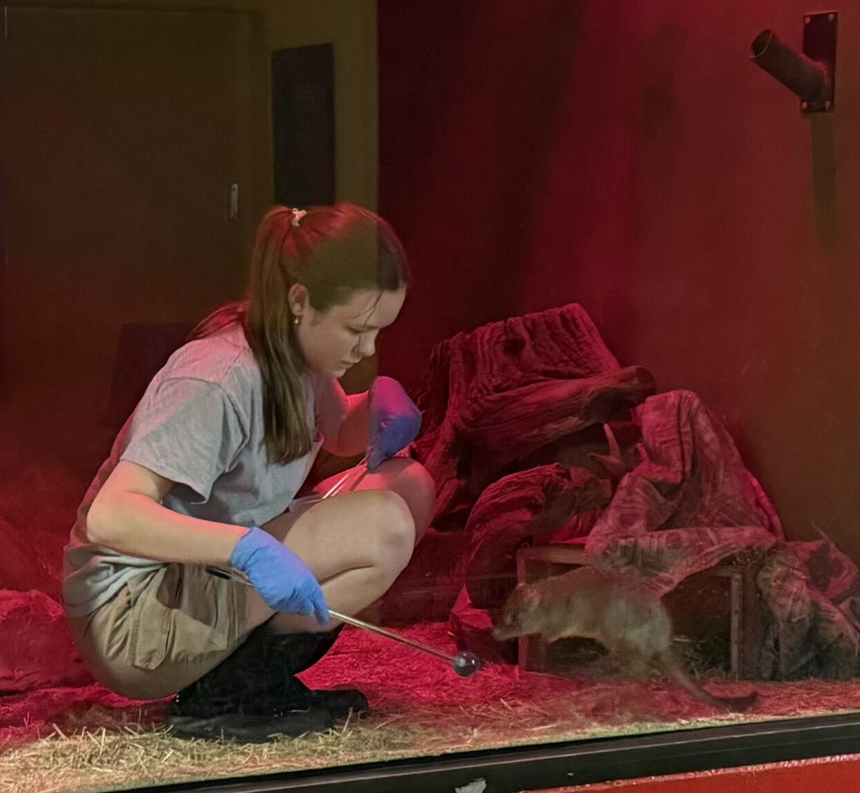 Emma target training with bettongs