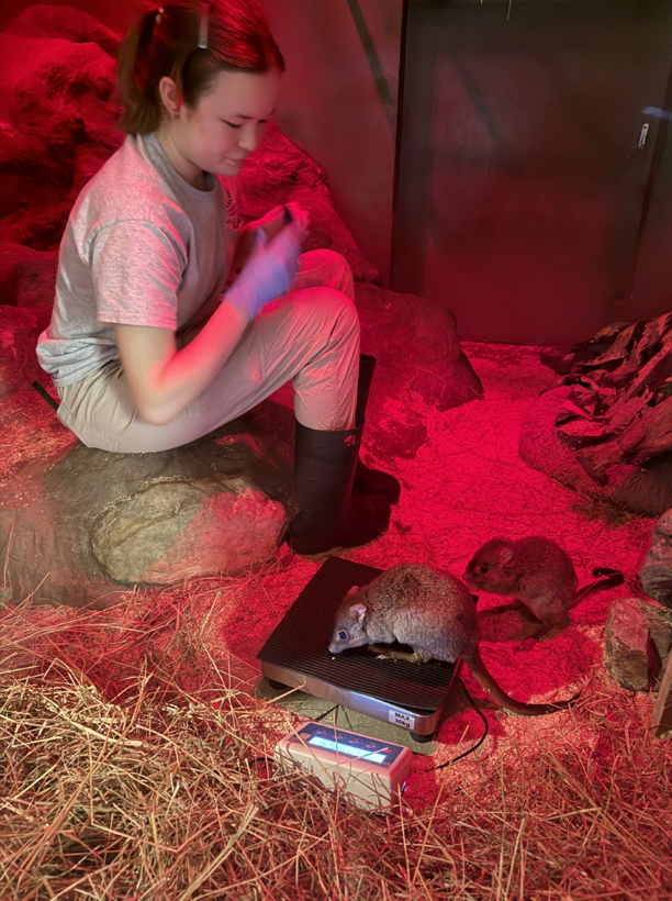 Emma scale training bettongs