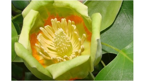Tulip tree flower