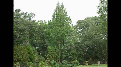 Metasquoia glyptostroboides