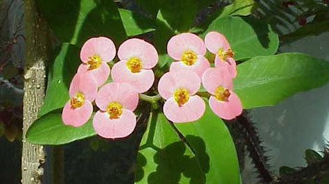 Euphorbia Splendens