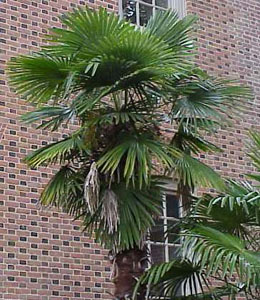 The top of a Windmill Palm