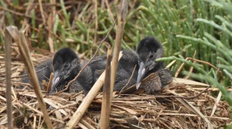 Light-footed Ridgway's rail chicks (an endangered species) in nest
