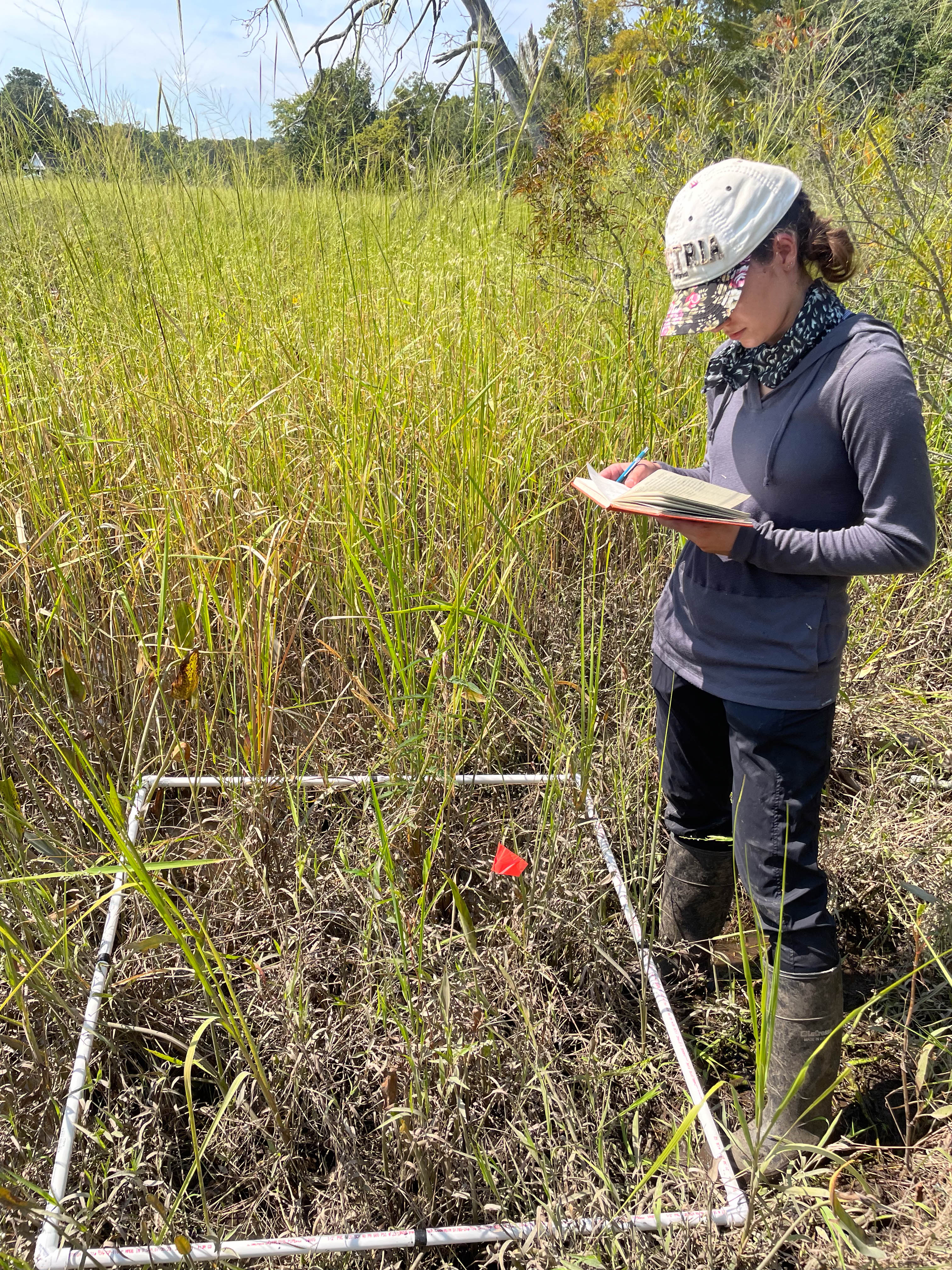 Biology major Abigail DeCesare ’24 received an Honors Fellowship through the Charles Center to examine the environmental characteristics of a federally threatened plant, the sensitive joint-vetch. (courtesy photo)