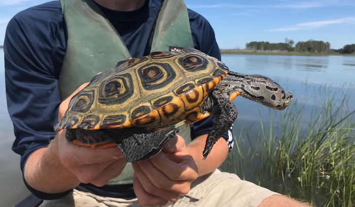 One of the terrapins found during the study. (Courtesy photo)