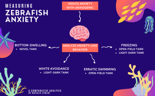Measuring Zebrafish Anxiety: A Comparative Analysis