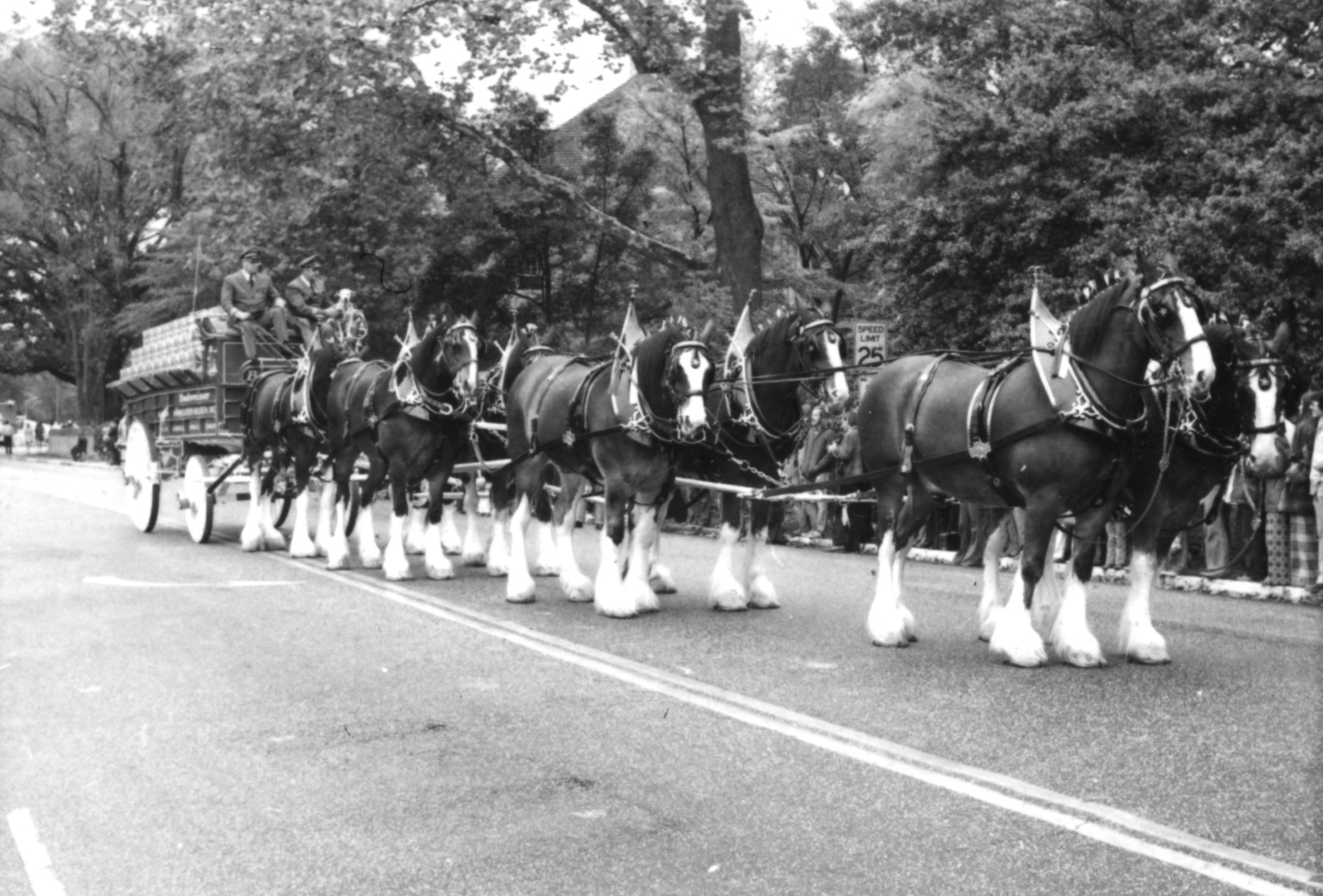 Old Photograph of Horses at William &amp; Mary Homecoming Parade