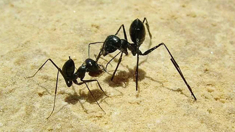 Ant with shortened legs and ant with pig hair legs
