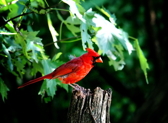Northern cardinal (Cardinalis cardinalis), the official bird of the state of Virginia