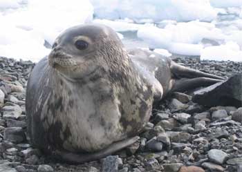 Weddell seal, at Rothera Point.