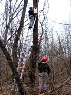 Two students scale the heights to check an owl box.