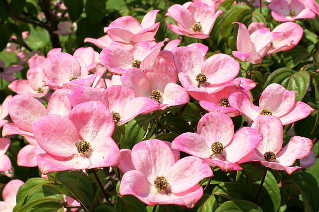 Dogwood (Cornus florida), the official state flower of Virginia