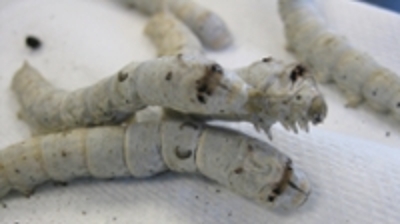 Silkworm silk studied at molecular level