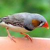 Zebra Finch Thumbnail image