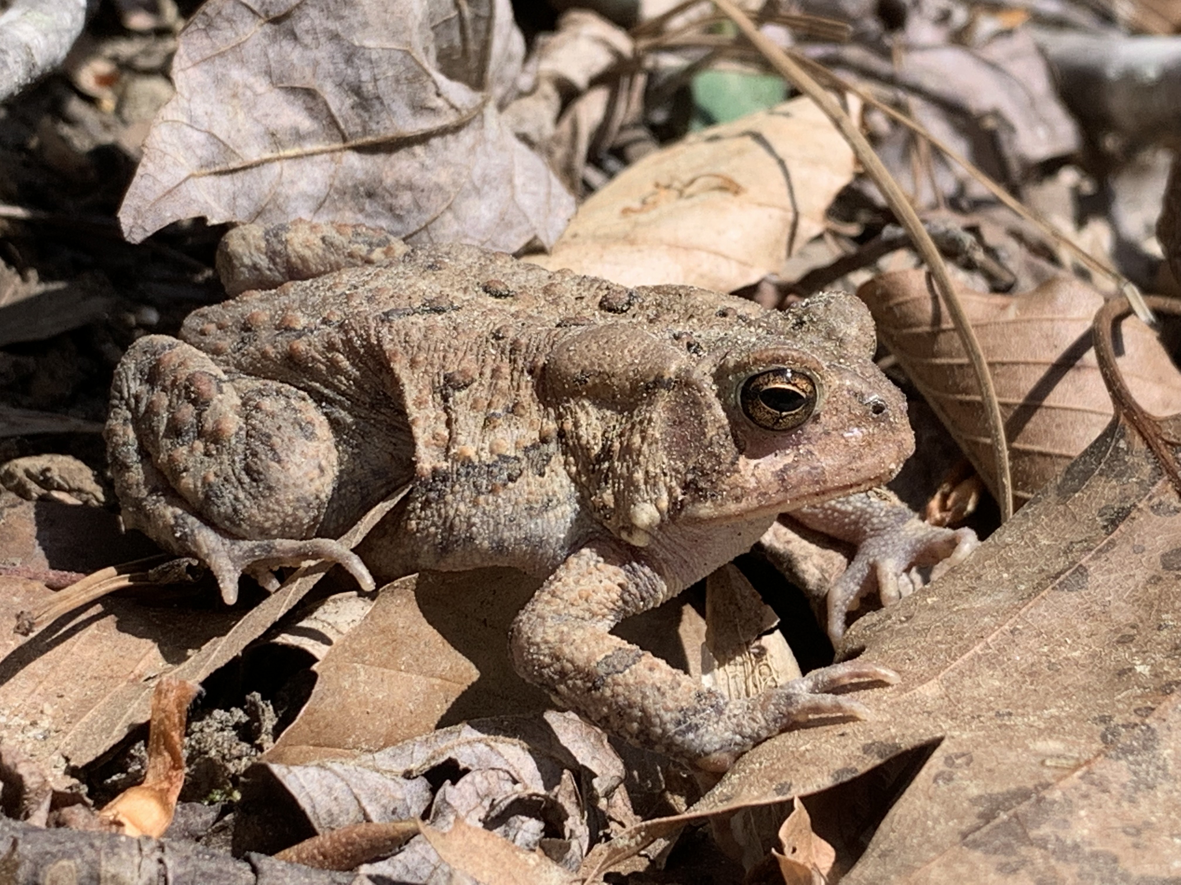 American Toad