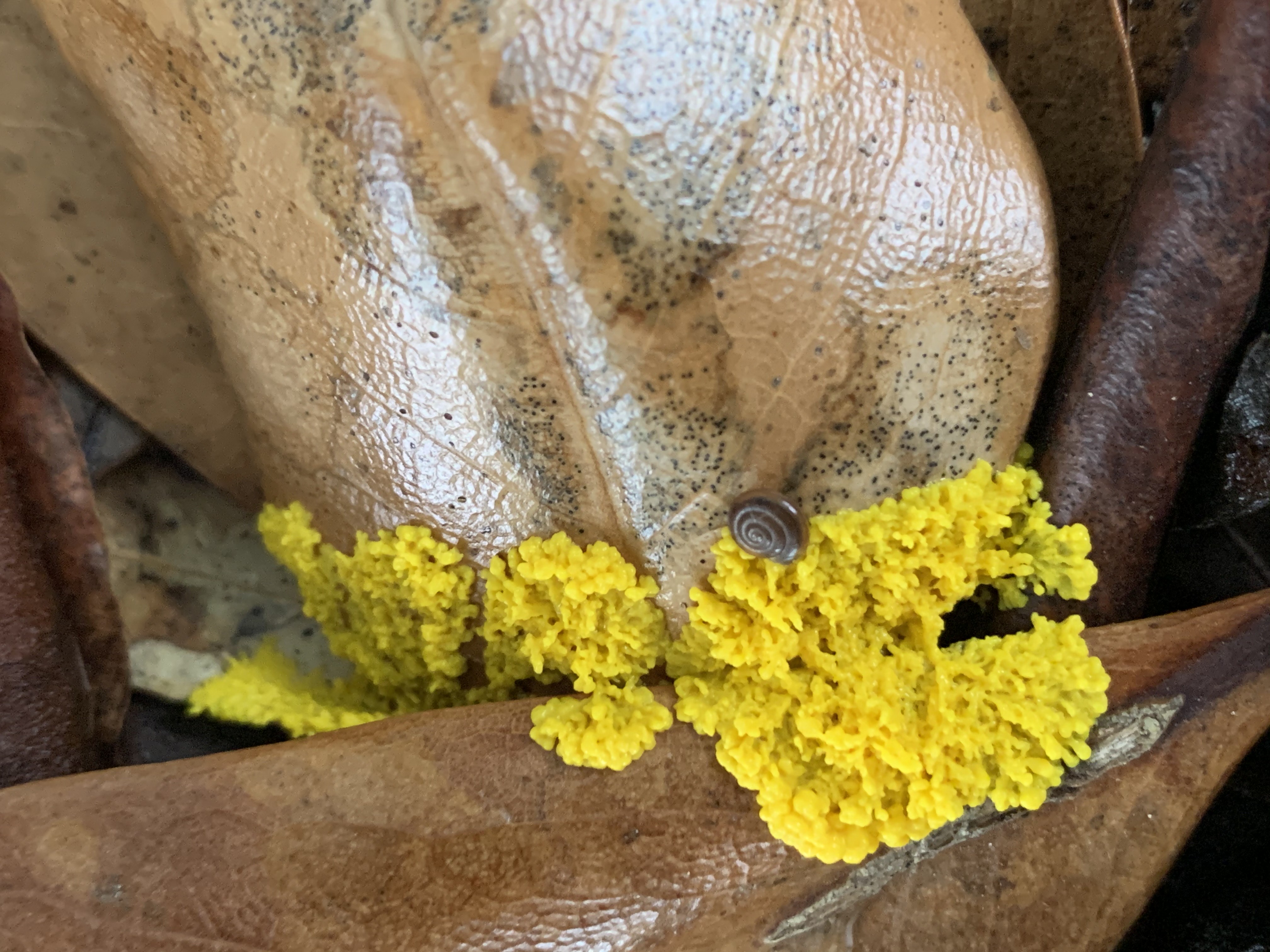 Yellow fungus with snail