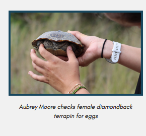 Diamondback terrapin female