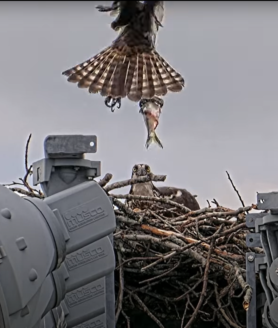 The male brings a gizzard shad to its mate in the nest. 5/14/2025