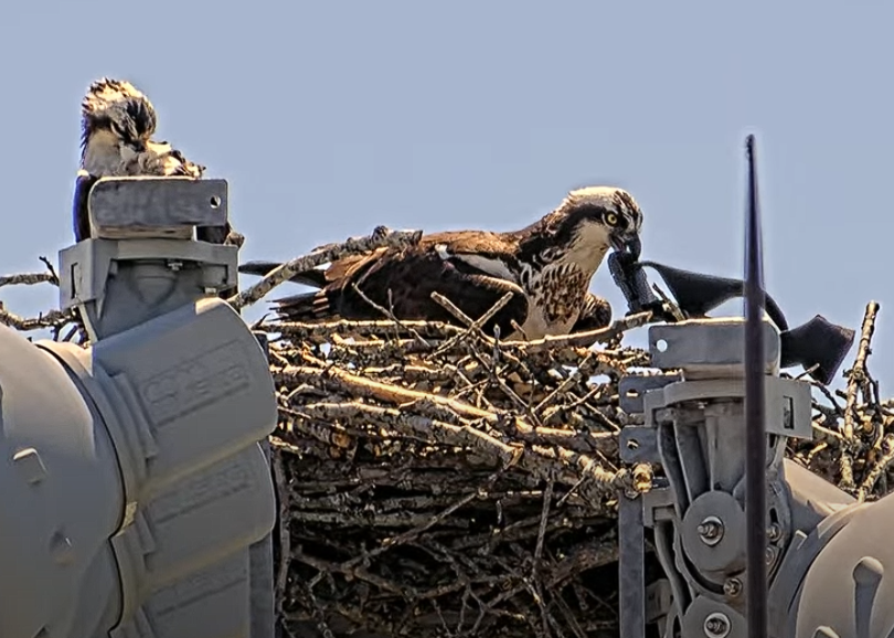Female osprey arranging nest materials, including human-made materials along the sticks and other plants and parts. The male is perched on the left edge of the nest, preening his feathers. 4/17/2025