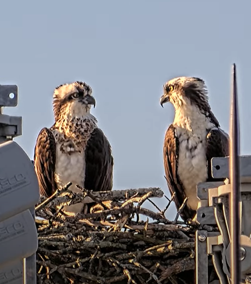 Osprey female (left) and male (right) on the Zable Stadium nest. 3/23/2025