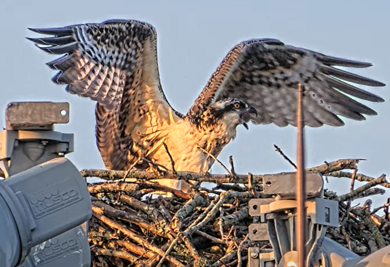 Osprey chick stretching its wings on its last day in the nest. 7/23/2025