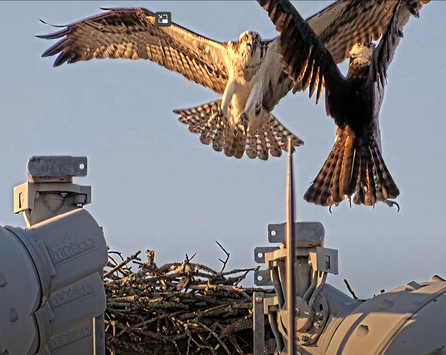 A pair of osprey in the air at the same time, over their nest. 3/23/2025