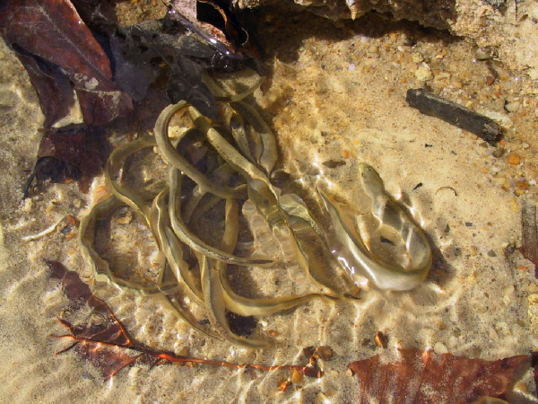 Least Brook Lampreys