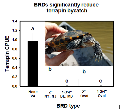 bar graph of research results with inset picture of a small diamondback terrapin