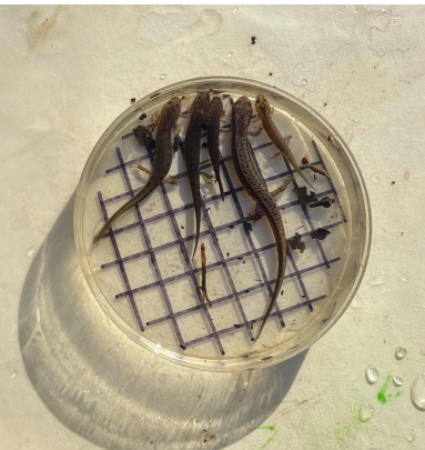  E. bislineata adult and larvae of varying sizes. 