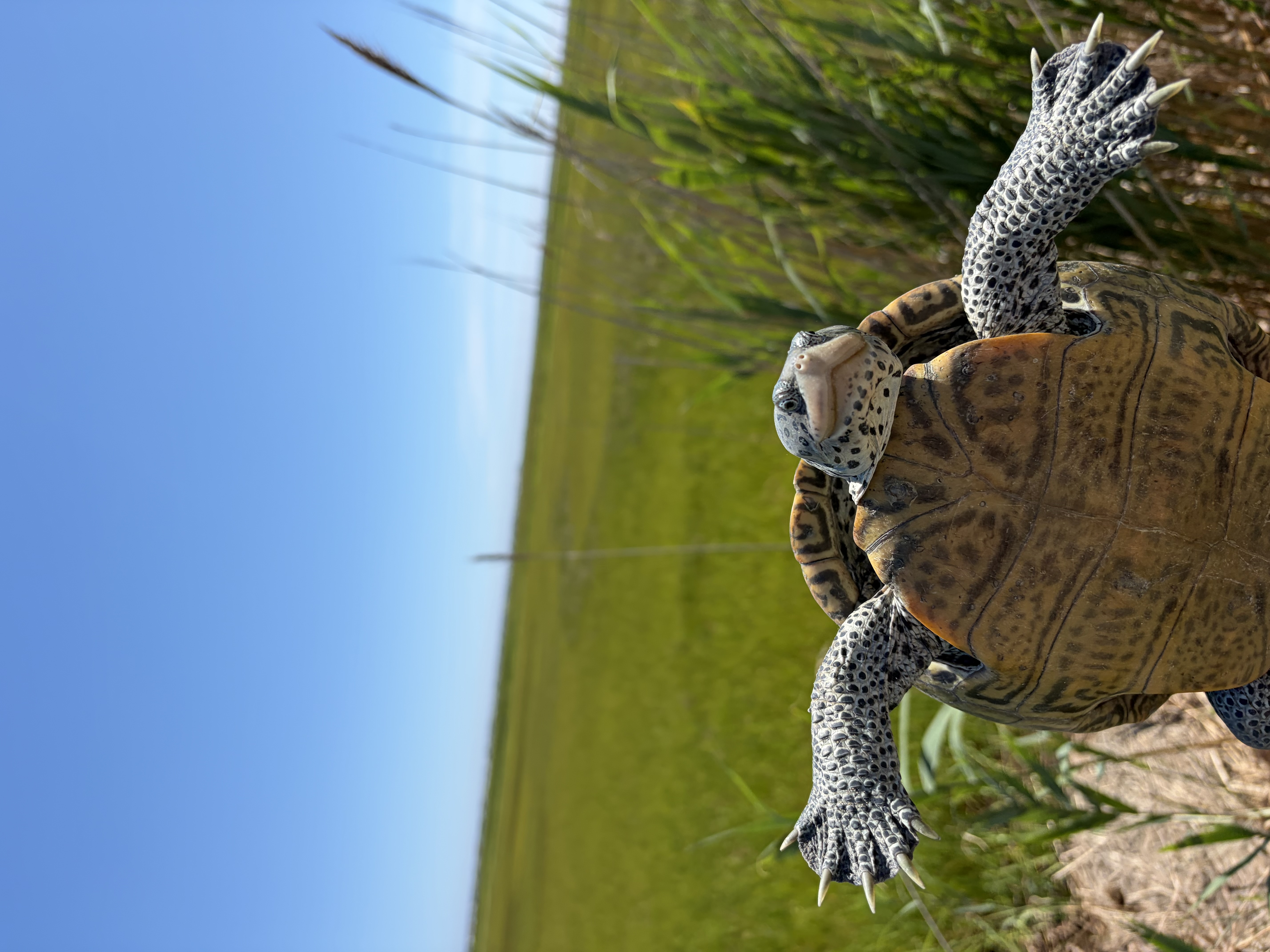 A female diamondback terrapin, photo by Isabelle Cleaveland.