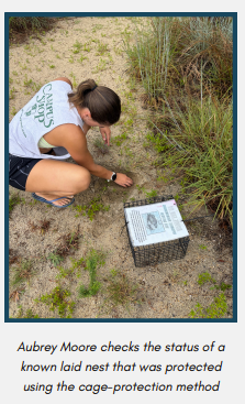 Aubrey Moore checks a nest protected using the cage-protection method.