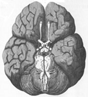 Engraving of brain by Wren
