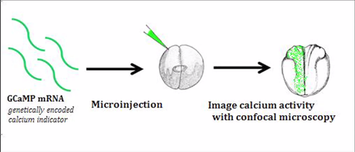 A diagram of Herbst's experiment