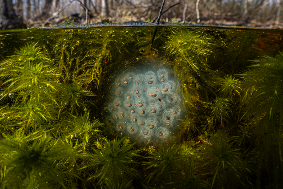 Pool of Wonder by Steven Johnson, featured in the “Liquid Commonwealth” exhibition at the Muscarelle, which was curated by students under the supervision of Braddock.
