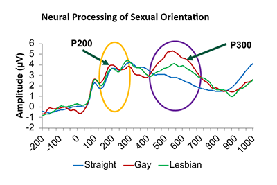 P200 and P300 spikes identified in EEG brain waves in response to sexual orientation images.