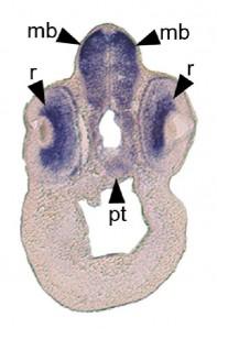 A transverse section of a swimming tadpole staged embryo after using in situ hybridization to show expression of the GABA B1 receptor subunit. The dark purple cells are those with expression. Expression is seen throughout the brain and eye. Abbreviations: mb - midbrain; pt - pituitary gland; r - retina. 