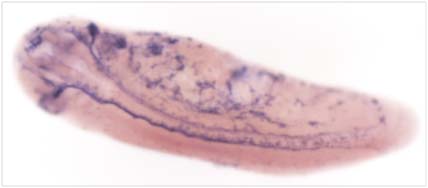 Fig. 2. ICC with HNK1 antibody: top side injected with Su(H)-DBM; lower side uninjected (bars=1 mm)