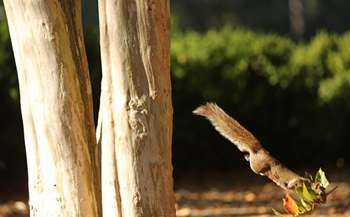 squirrel jumping off of a tree