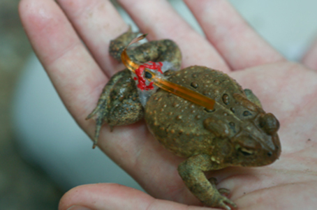 A toad wearing a tracking device is held in the palm of an undergraduate researcher.