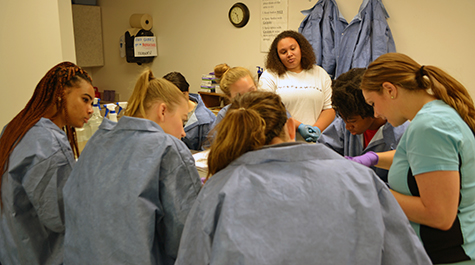 Seven William & Mary students huddle around a steel dissection table as their lab instructor Ashleigh Everhardt Queen dissects a human heart.  