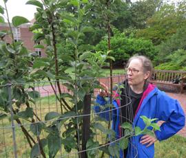 Martha Case counts apples growing on the Newton Trees. She did a little impromptu pollinating, but the bees may have beat her to it. Photo by Joseph McClain