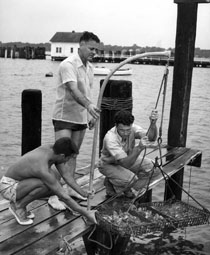 With harvests of oysters down 95 percent from historical highs, VIMS scientists have played a crucial role in bringing back this Chesapeake icon, using methods that include oyster reef restoration and aquaculture. Photo courtesy of VIMS