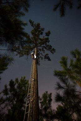 Bryan Watts climbs a long way up a ladder to relocate a red-cockaded woodpecker in a new habitat in the Great Dismal swamp. Photo by Bobby Clontz