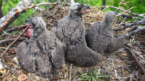 Eagle triplets
