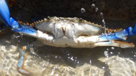 Blue Crab: