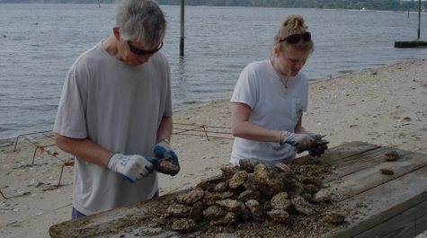 Oyster Disease Research: