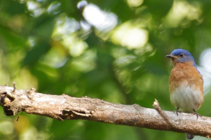 Persist and shout: Male bluebirds sing louder & lower to be heard over