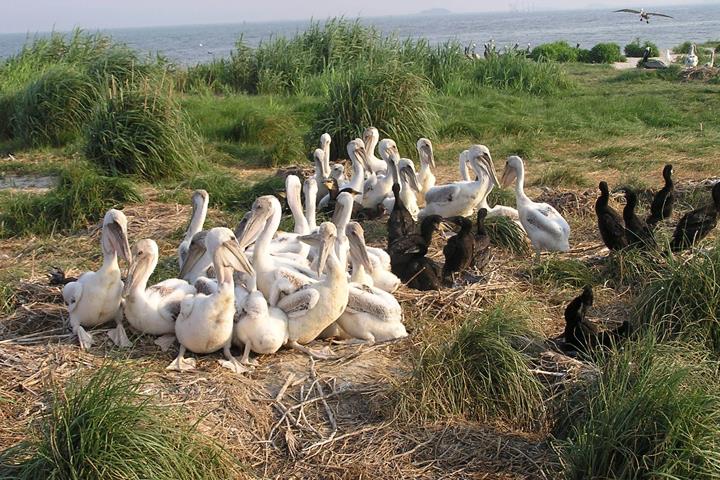 CCB expands eagle nest locator to add more functions, other birds | W&M