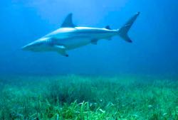 The blacktip shark — Carcharhinus limbatus (Photo by D. Grubbs/FSU)